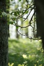 Ref Num 61631559 - Apple Tree Branch with Flower Buds