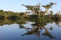 Refclecting tree in the lagoon of cuyabeno national park in ecuador