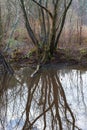 Refelections of a tree in a calm forrest pond