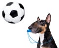 Referee arbitrator dog with whistle Royalty Free Stock Photo