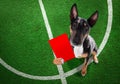 Referee arbitrator dog with whistle