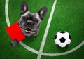 Referee arbitrator dog with whistle Royalty Free Stock Photo