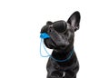 Referee dog with whistle Royalty Free Stock Photo