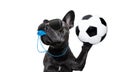 Referee dog with whistle Royalty Free Stock Photo