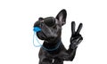 Referee dog with whistle Royalty Free Stock Photo