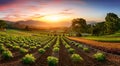 Regenerative farming With Rows Of Crops And Mountains In The Background At Sunrise Royalty Free Stock Photo