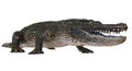 A reference image Alligator isolated on white background 3d illustration