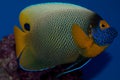 Blue face Angelfish