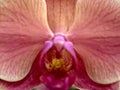 refined botanical photograph showcasing delicate orchid structures under warm ambient lighting Royalty Free Stock Photo
