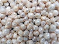 Freshwater pearl. Beautiful natural background. Royalty Free Stock Photo