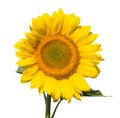 Refined glome of sunflower Royalty Free Stock Photo