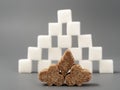 Refined sugar lump white and cane on a gray background Royalty Free Stock Photo