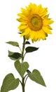 Refined sunflower isolated Royalty Free Stock Photo