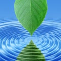 Reflect green leaf in blue water Royalty Free Stock Photo