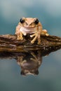 Reflected Amazon milk frog Royalty Free Stock Photo