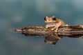 Reflected Amazon milk frog Royalty Free Stock Photo