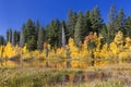 Reflected Autumn Aspen Trees