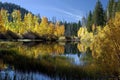 Reflected Autumn Aspen Trees