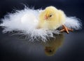 Reflected chick Royalty Free Stock Photo