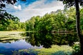 A Reflected Forest on a Lake with Lily Pads Royalty Free Stock Photo