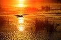 Reflected light bright sunset in lake against black silhouette flying seagull Royalty Free Stock Photo