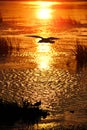 Reflected light bright sunset in lake against black silhouette flying seagull Royalty Free Stock Photo