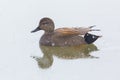 Reflected male gadwall duck anas strepera swimming in water Royalty Free Stock Photo
