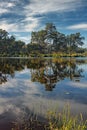 Reflected in the surface of the water trees on a background of blue sky and clouds Royalty Free Stock Photo