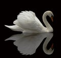 Reflected swan Royalty Free Stock Photo