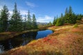 Reflected trees in water with red heather in autumn on sunny day