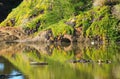 Reflected vegetation on river