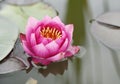 Reflected water lilly in the pond at the botanical garden Royalty Free Stock Photo