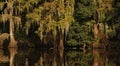 Louisiana swamp in golden sunlight