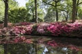 Reflecting azalea bush