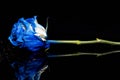 Reflecting blue rose with waterdrops on shiny dark surface Royalty Free Stock Photo