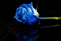 Reflecting blue rose with waterdrops on shiny dark surface