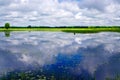 Reflecting clouds, water lilies Royalty Free Stock Photo