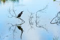 Reflecting Green Heron Royalty Free Stock Photo
