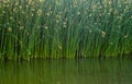 Reflecting Green Reeds