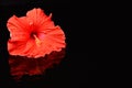 Reflecting Hibiscus Wet Black Surface Royalty Free Stock Photo