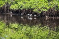 Reflecting Ibises in a Mangrove Swamp