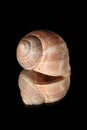 Reflecting snail shell Royalty Free Stock Photo