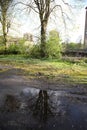 Tree reflecting on the puddle