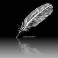 Reflecting white feather