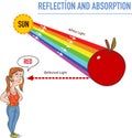 Reflection and absorption vector illustration