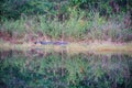 Alligator reflection Royalty Free Stock Photo