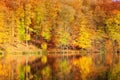 Reflection autumn colorful trees in the forest lake. Royalty Free Stock Photo
