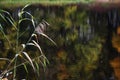 Reflection of autumn forest in the lake. Royalty Free Stock Photo