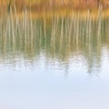 Reflection of autumn forest in the lake. Abstract colorful blurred bright fall background Royalty Free Stock Photo