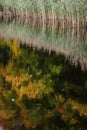 Reflection of autumn forest in the lake. Royalty Free Stock Photo